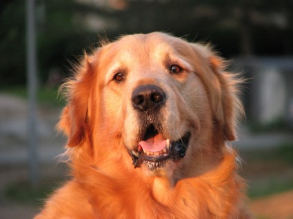 anjing anjing Golden retriever