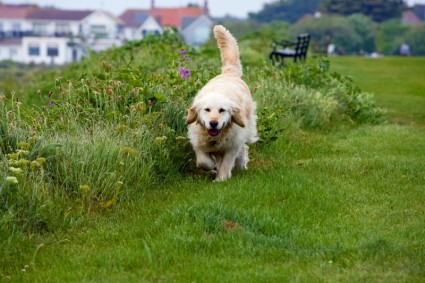 anjing anjing Golden retriever