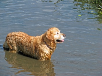 złoty pies myśliwski pies myśliwski pies