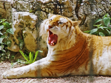 Golden Tiger Wallpaper Tigers Animals-animals-wallpapers Free Download