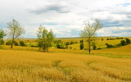 campos de trigo de oro