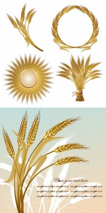 黄金の小麦のベクトル