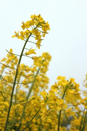 primavera de violación amarillo oro