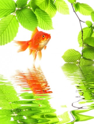 imagen de hd de Goldfish