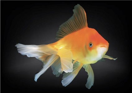Goldfisch-Vektor
