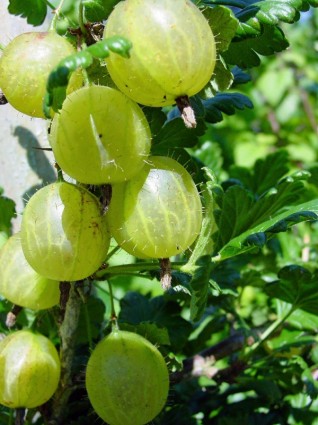 verde di bacche di uva spina