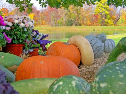 Gourds Pumpkins In Front Of A Pond