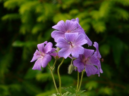 Grand Geranium-Storchschnabel-Blüte