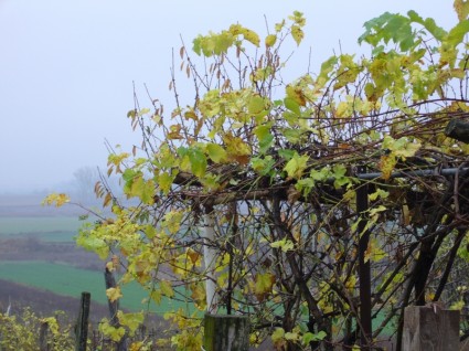 otoño de uva bower