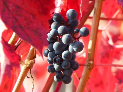Grape Grapes Fruit