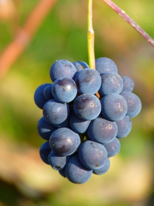 fruta de uva uva