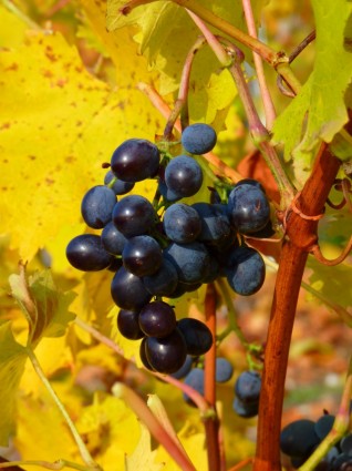Плоды винограда винограда