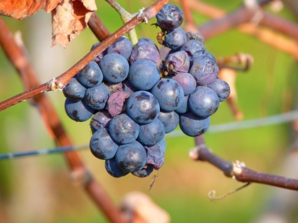 fruit de raisin raisins
