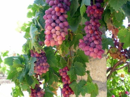 виноград виноградной лозы