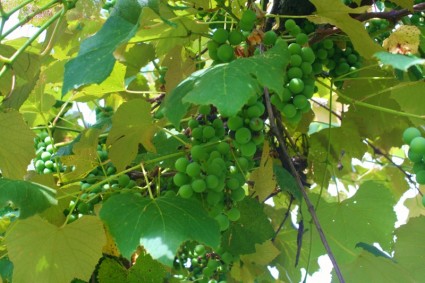 vigne de raisins vert