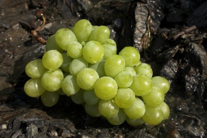 Плоды винограда зеленый