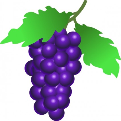 image clipart vigne raisin