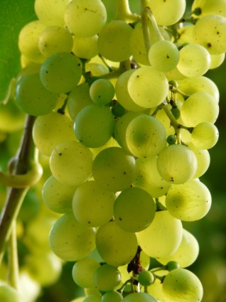 pianta di vino di uve