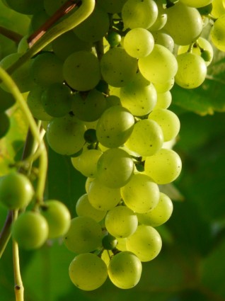 pianta di vino di uve
