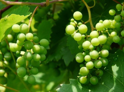 planta de vino de uvas