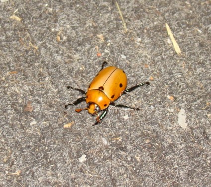 Grapevine kumbang