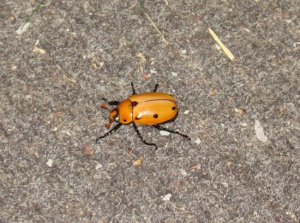vigne beetle sideview