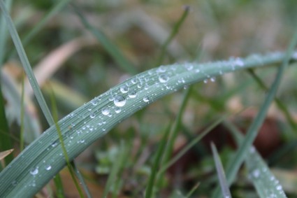 trawa po deszczu