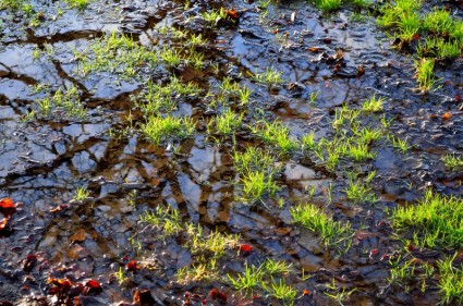 rumput dan genangan air