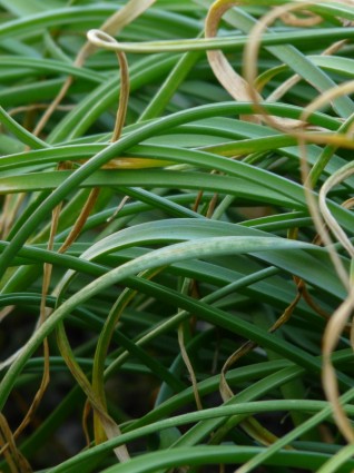 Gras Bambus-Gras dieser Seite-Zierpflanze