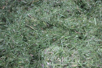 หญ้า cuttings