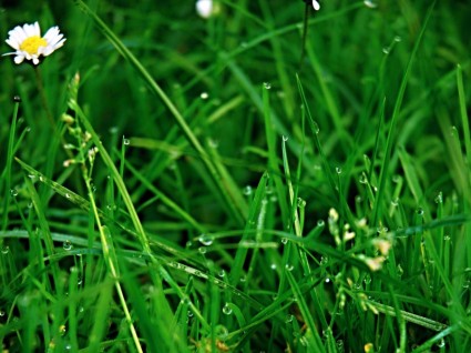 หญ้าสีเขียวโร
