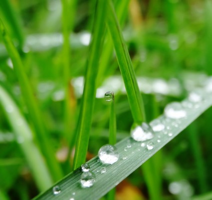 wody trawa zielony