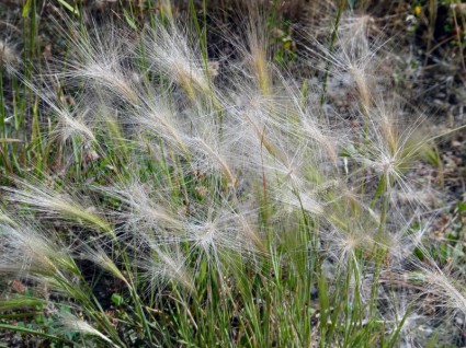 Grass Prairie nature