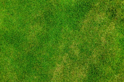 Gras-Muster