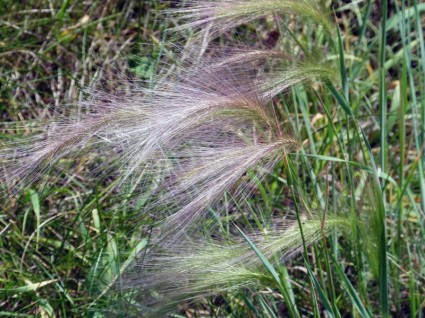 Природа Растения травы