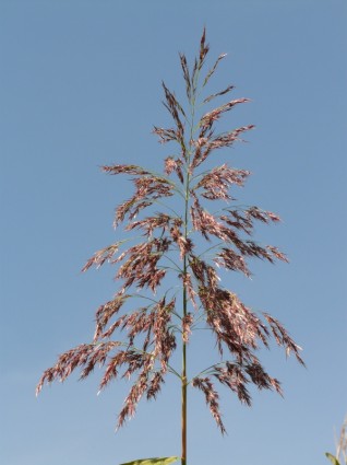 rumput reed tanaman