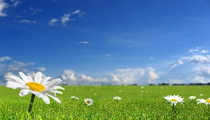 трава небо дикие хризантемы фотография