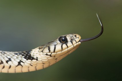 rumput ular ular serpentes
