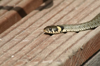 草蛇 sschlange 爬行动物