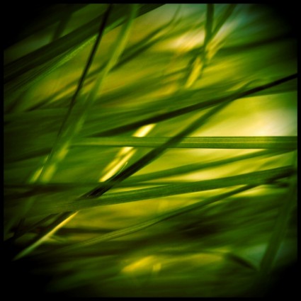 Grass Stone Grasses