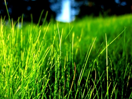 잔디 배경 화면 식물 자연