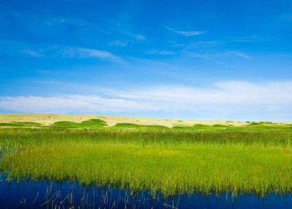 草湿地の解像度の画像