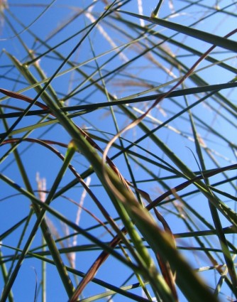 trawy trawa Haime