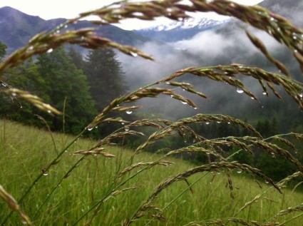 trawy łąka łąki górskie
