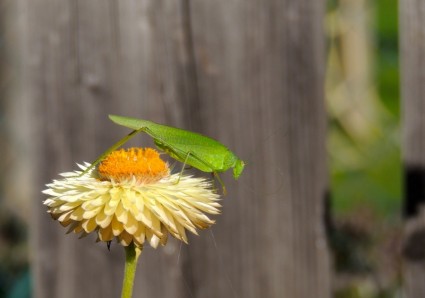 메뚜기 녹색 꽃