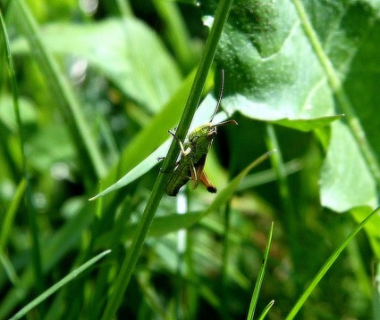 蚂蚱在草丛中
