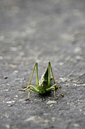 Grasshopper Insect Green