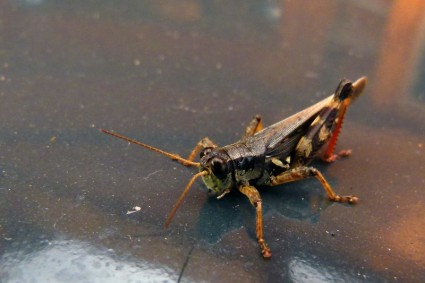 Grasshopper Locust Animal