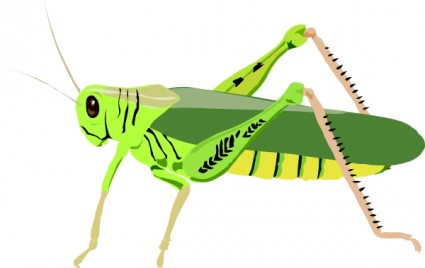 belalang belalang clip art