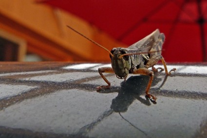 Grasshopper Locust Insect
